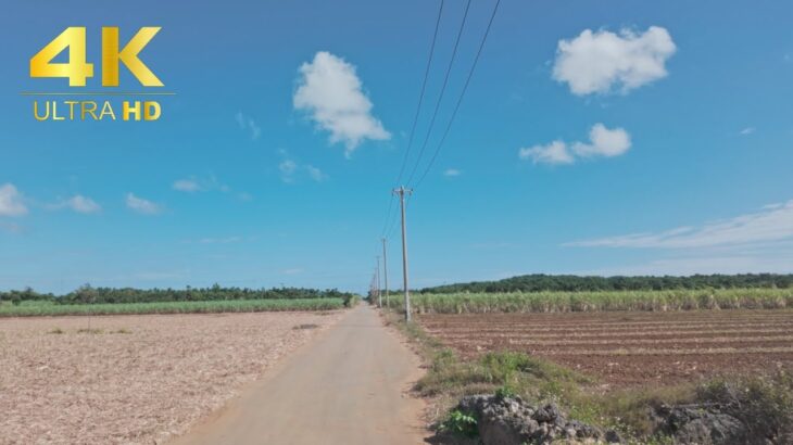 2023年 Relaxing ASMR Walk in Karimata’s Sugarcane Field｜宮古島狩俣農道｜サトウキビ畑｜