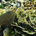 2023年 「クロハコフグ」「Whitespotted boxfish/Blue boxfish」【4k 水中 UNDERWATER GoPro9】【宮古島　海　サンゴ　魚　シュノーケリング　水族館　観光　移住】