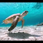 2023年 宮古島のウミガメ / sea turtle / シュノーケリング
