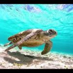 2023年 宮古島のウミガメ / sea turtle / シュノーケリング