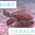 2023年 宮古島の海でウミガメと泳いだ