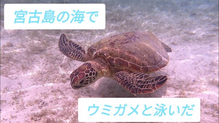 2023年 宮古島の海でウミガメと泳いだ