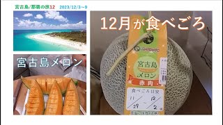 2023年 宮古島/那覇の旅　宮古島メロン　12月 が 食べごろ