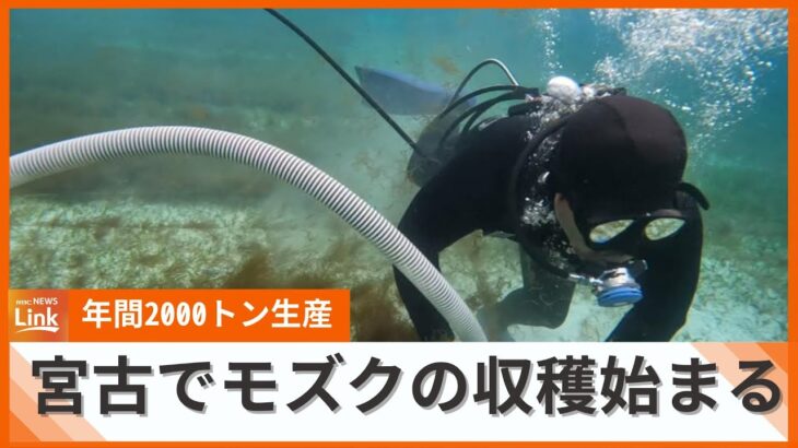 2023年 年間およそ2000トンを生産　宮古島で養殖モズクの収穫始まる　5月中旬まで続く