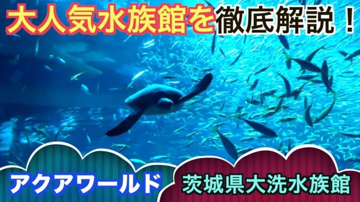 【3分解説】アクアワールド茨城県大洗水族館！想像以上に凄かった！