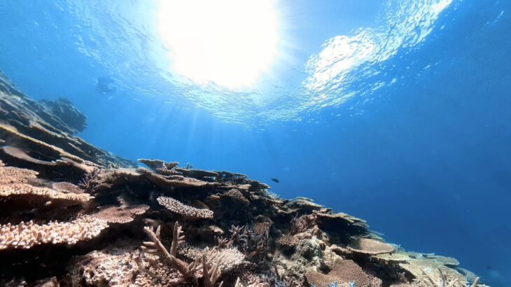 2023年 宮古島・フデ岩周辺 テーブルサンゴ【360度動画】