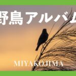 2023年 【HD】宮古島の野鳥アルバム