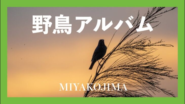 2023年 【HD】宮古島の野鳥アルバム