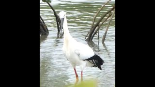 2023年 宮古島の野鳥- コウノトリ・オスJ0291(佐和田の浜近くの入り江)