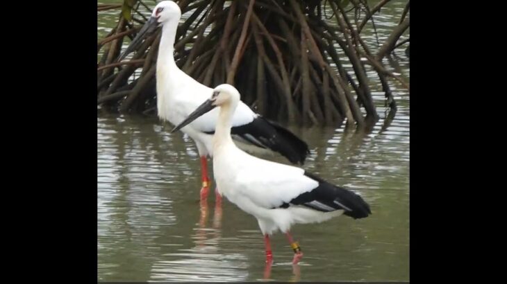 2023年 宮古島の野鳥- コウノトリ・オスJ0291とメスJ0305(佐和田の浜近くの入り江) / male and female storks