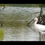 2023年 宮古島の野鳥- コウノトリ・メスJ0305(佐和田の浜近くの入り江) / Female Stork