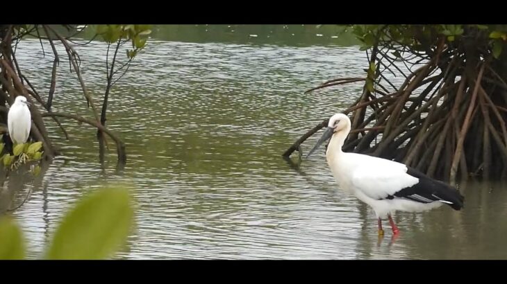 2023年 宮古島の野鳥- コウノトリ・メスJ0305(佐和田の浜近くの入り江) / Female Stork