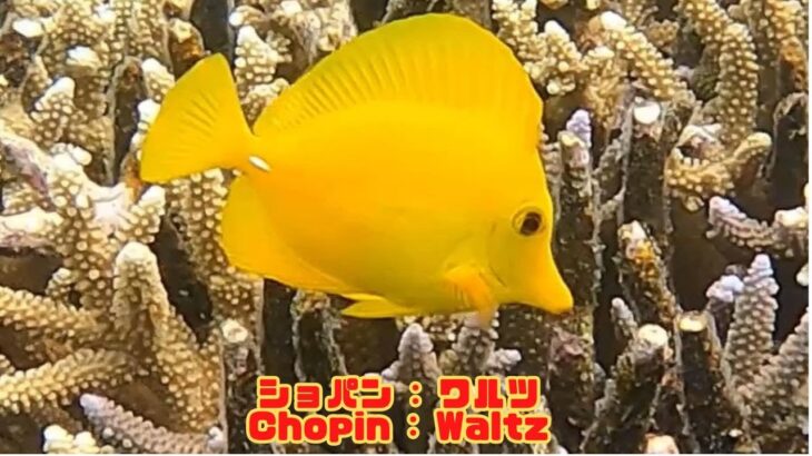 2023年 「キイロハギ」「Yellow tang」【4k 水中 UNDERWATER】【宮古島　海　サンゴ　魚　シュノーケリング　水族館　観光　移住】