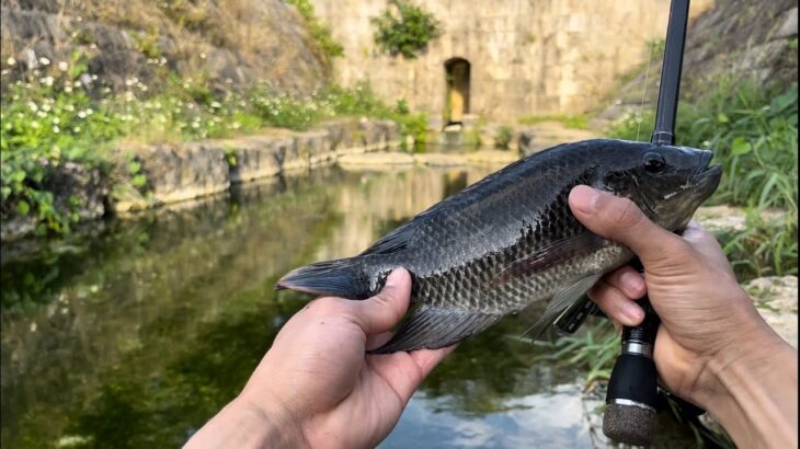 2023年 宮古島唯一の淡水の川で釣りをしたらあの魚が釣れた！美味しそうだったので食べてみたら、、、