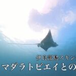 2023年 宮古島・伊良部島大龍門付近 マダラトビエイとの出会い