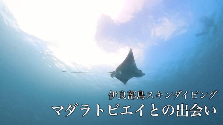 2023年 宮古島・伊良部島大龍門付近 マダラトビエイとの出会い