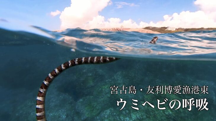 2023年 宮古島・友利博愛漁港東 ウミヘビの呼吸