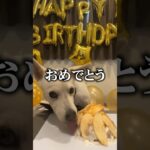 2023年 【サプライズ】愛犬の誕生日を盛大に祝ってみた！！ #宮古島 #誕生日#愛犬#サプライズ #モンキーライフ