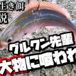 2023年 やはり生き餌は最強！知能の高い大型魚釣りたい人はこのやり方が１番！！