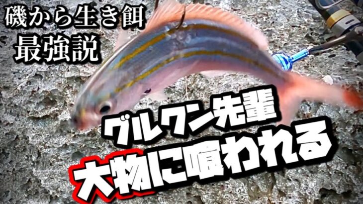 2023年 やはり生き餌は最強！知能の高い大型魚釣りたい人はこのやり方が１番！！