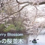 【桜：福岡堰の桜並木】桜の名所で有名な小貝川の1.8kmに約550本の満開の桜　Cherry Blossom　SAKURA　JAPAN　茨城県　観光　茨城県つくばみらい市　櫻　福岡堰さくら公園