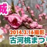 [茨城観光]古河桃まつりに行って来た。花桃1700本、日本一の花桃の里