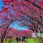 【花桃 ハナモモ：古河公方公園】花桃の里　古河桃祭り　1,700本の桃の花が古河総合公園をピンクに染める　茨城県古河市　茨城　観光　春の花　Ibaraki, JAPAN