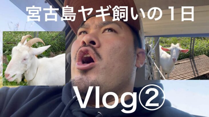 2023年 宮古島ヤギ飼いの1日Vlog    ちゃんもーです！