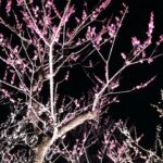 水戸の梅まつり2024《茨城県水戸市偕楽園の梅まつり》の花火の日にライトアップを見に行ってみた