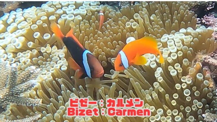 2023年 「ハマクマノミ」「Tomato clownfish」【4k 水中 UNDERWATER GoPro9】【宮古島　海　サンゴ　魚　シュノーケリング　水族館　観光　移住】