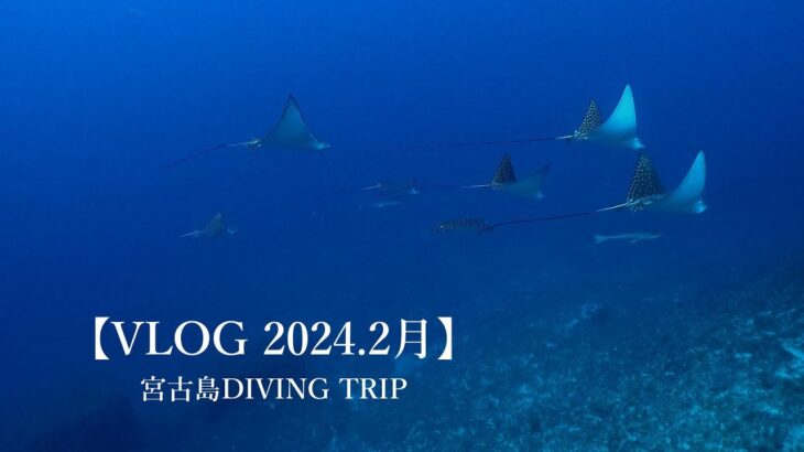 2023年 【VLOG】2024年2月 Miyako Island Diving Trip 宮古島ダイビング  Miyakojima Diving  女王の部屋 ランディングアーチ  悪魔の館   パナタ  他