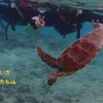 2023年 宮古島で感動🥺海亀とシュノーケリング体験❣️青色のシーズン