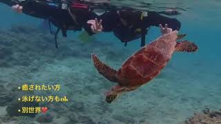 2023年 宮古島で感動🥺海亀とシュノーケリング体験❣️青色のシーズン