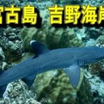 2023年 サメが出た！　宮古島　吉野海岸　シュノーケリング