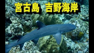 2023年 サメが出た！　宮古島　吉野海岸　シュノーケリング