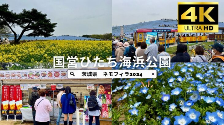 茨城県【ネモフィラ2024】最強の食フェス化した国営ひたち海浜公園、みはらしの丘が今年も満開で国内外の観光客で大賑わい