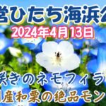 【茨城ツアー】ひたち海浜公園のネモフィラは『７分咲き』の見頃になりました 2024年　4月　13日　土曜日