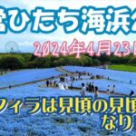 【茨城ツアー】ひたち海浜公園のネモフィラは『見頃の見頃』になりました 2024年4月23日火曜日