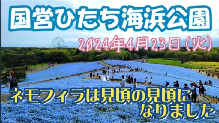 【茨城ツアー】ひたち海浜公園のネモフィラは『見頃の見頃』になりました 2024年4月23日火曜日