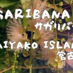 2023年 【3min Hanami】Sagaribana blooming on Miyako Island 宮古島のサガリバナ