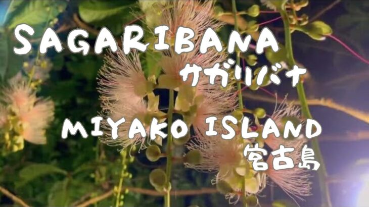 2023年 【3min Hanami】Sagaribana blooming on Miyako Island 宮古島のサガリバナ