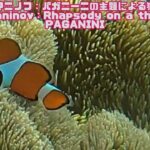 2023年 「カクレクマノミ」「Clown anemonefish」【4k 水中 UNDERWATER】【宮古島　海　サンゴ　魚　シュノーケリング　水族館　観光　移住】