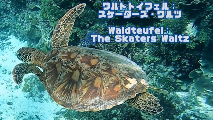 2023年 「アオウミガメ」「Green turtle」【4k 水中 UNDERWATER】【宮古島　海　サンゴ　魚　シュノーケリング　水族館　観光　移住】