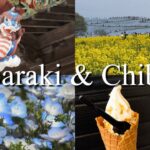 Japan travel vlog |茨城&千葉|ひたち海浜公園ネモフィラ |マザー牧場