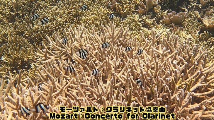 2023年 「ミスジリュウキュウスズメダイ」「Whitetail dascyllus」【4k 水中 UNDERWATER】【宮古島　海　サンゴ　魚　シュノーケリング　水族館　観光　移住】