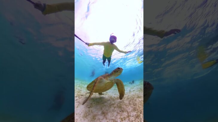 2023年 初めての宮古島でウミガメとシュノーケリング！ #宮古島 #ウミガメ #insta360