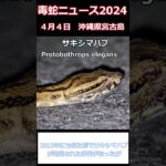 2023年 生息域外の宮古島でサキシマハブ発見、定着の恐れ？　♯short