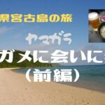 2023年 沖縄県宮古島の旅　ウミガメに会いに行く（前編）