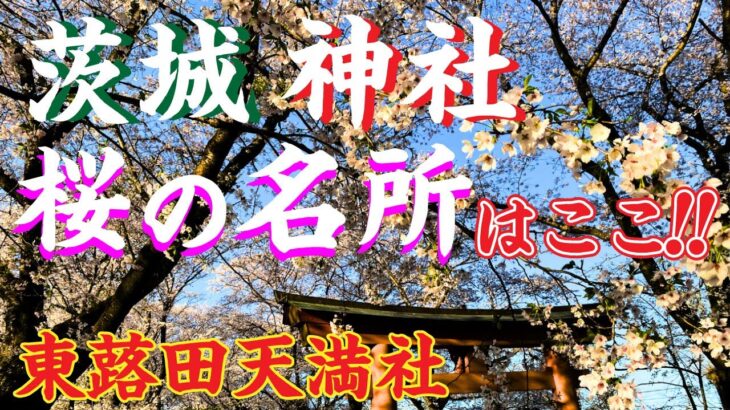 【茨城】【神社】【桜の名所】はこの神社！ビジネス・学問を成功に導く神様を祀る「東蕗田天満社」