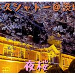 【茨城】牛久シャトーの夜桜がキレイ【観光】